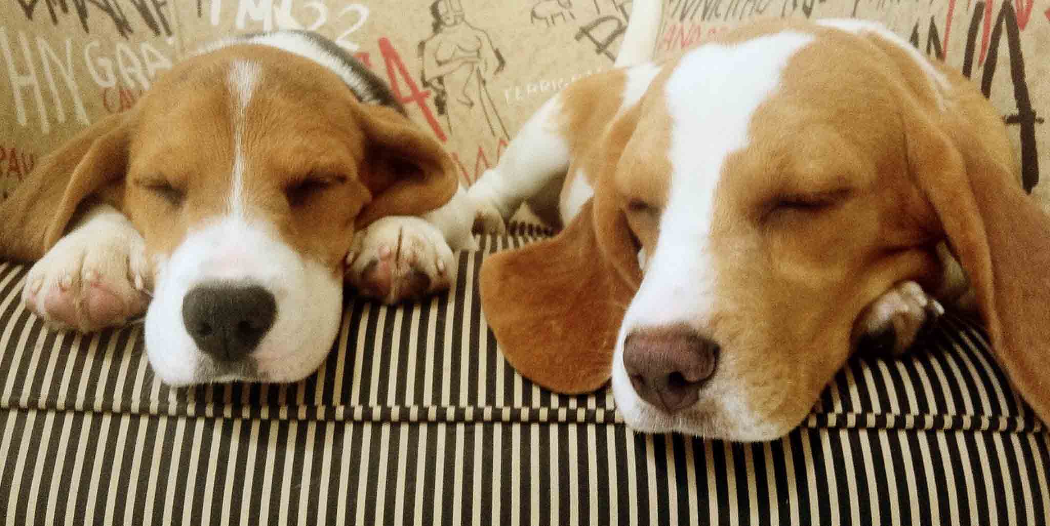 Por que resgataram os beagles?