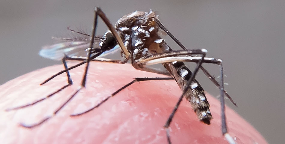 Entenda o zika vírus