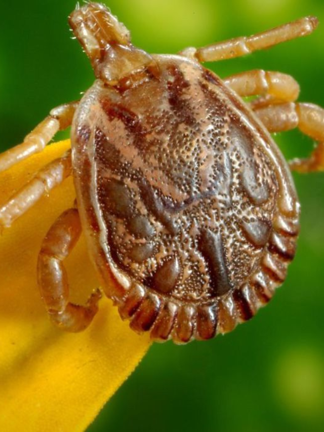 Febre maculosa: o que é essa doença? Preciso me preocupar?